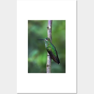 Green-Crowned Brilliant Hummingbird - Costa Rica Posters and Art